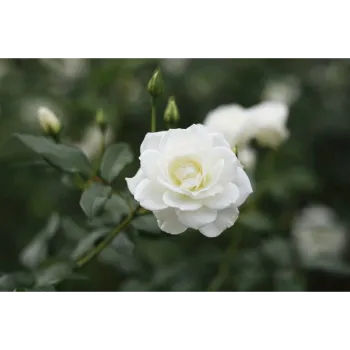 Fresh White Rose
